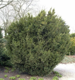 Bechereibe 60-70cm - Taxus Media