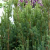 Becher Eibe Rising Star 20-25cm - Taxus Media 1 Becher Eibe Rising Star 20-25cm - Taxus Media -NR-01 Verkäufe Taxus media Rising Star 1