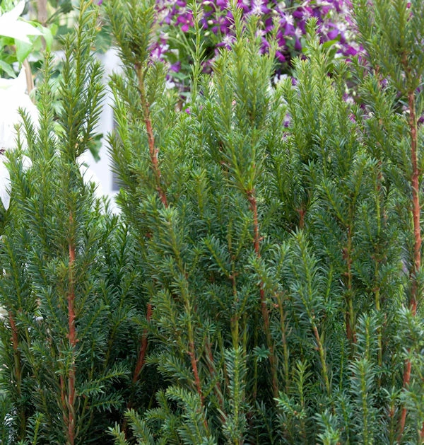 Becher Eibe Rising Star 20-25cm - Taxus Media 3 Becher Eibe Rising Star 20-25cm - Taxus Media
