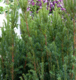 Becher Eibe Rising Star 25-30cm - Taxus Media