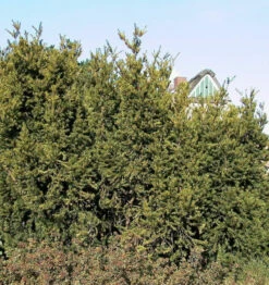 Eibe Hillii 40-50cm - Taxus Media