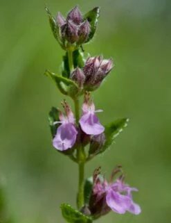 Echter Gamander Wildform - Teucrium Chamaedrys