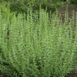 Immergrüner Gamander - Teucrium Lucidrys