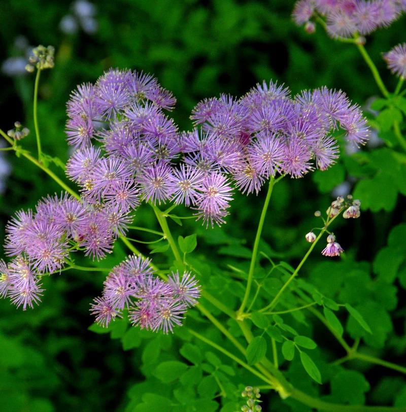 Akeleiblättrige Wiesenraute Thundercloud - Thalictrum Aquilegifolium 3 Akeleiblättrige Wiesenraute Thundercloud - Thalictrum Aquilegifolium