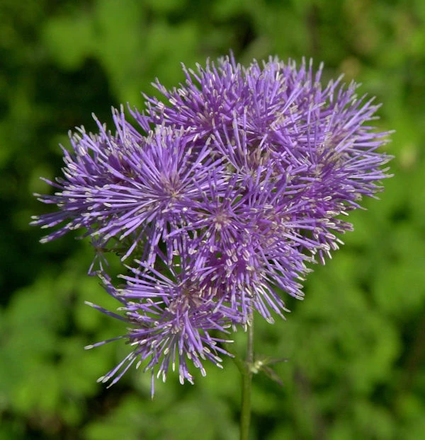 Akeleiblättrige Wiesenraute - Thalictrum Aquilegifolium 3 Akeleiblättrige Wiesenraute - Thalictrum Aquilegifolium