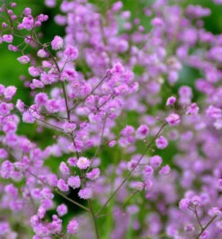 Chinesische Wiesenraute Hewitt Double - Thalictrum Delavayi