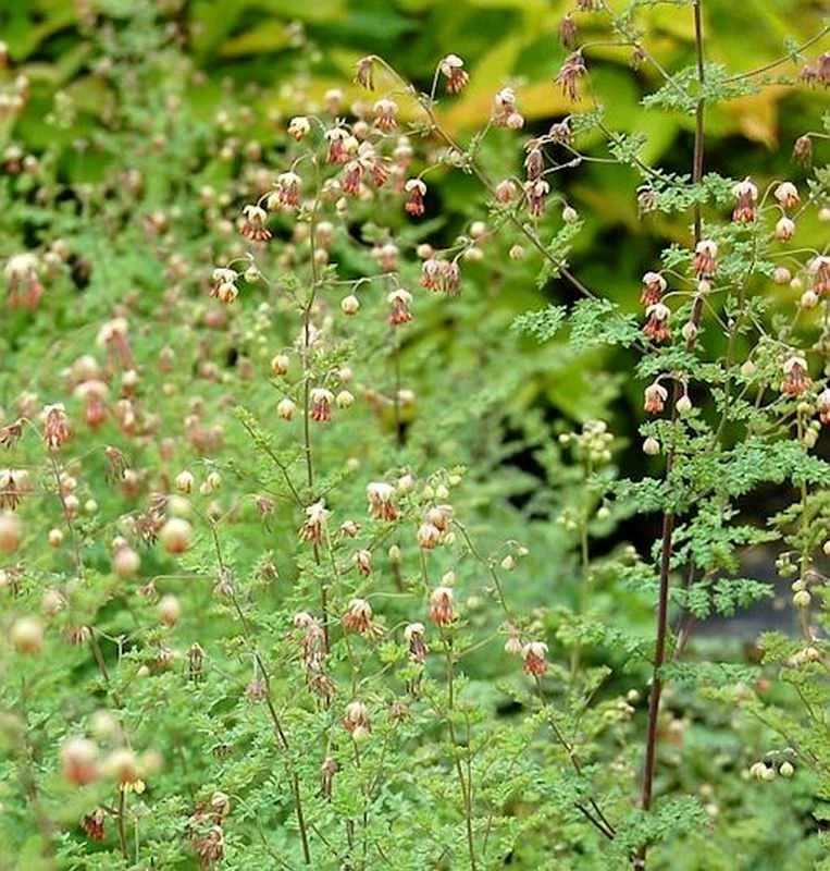 Kleines Wiesenraute - Thalictrum Isopyroides 3 Kleines Wiesenraute - Thalictrum Isopyroides