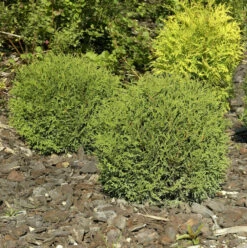 Kugel Lebensbaum Danica 30-40cm - Thuja Occidentalis