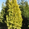Lebensbaum Europa Gold 100-125cm - Thuja Occidentalis -NR-01 Verkäufe Thuja occidentalis EuropeGold 1