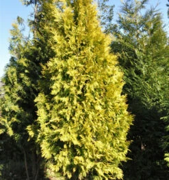 Lebensbaum Europa Gold 60-80cm - Thuja Occidentalis