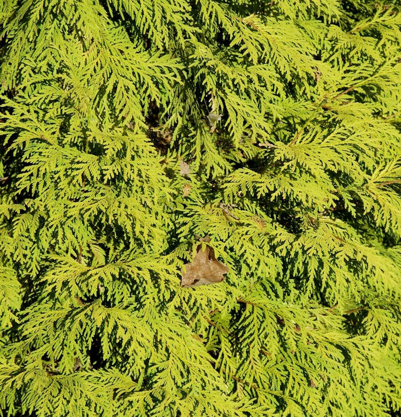 Lebensbaum King Of Brabant 40-60cm - Thuja Occidentalis 3 Lebensbaum King Of Brabant 40-60cm - Thuja Occidentalis