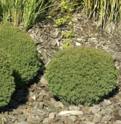 Kuschellebensbaum Teddy 15-20cm - Thuja Occidentalis