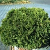 Zwerg Lebensbaum Recurva Nana 30-40cm - Thuja Occidentalis -NR-01 Verkäufe Thuja occidentalis recurva nana 1
