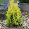 Goldgelber Lebensbaum Jantar 50-60cm - Thuja Occidentalis -NR-01 Verkäufe Thuja occidentalisJantar