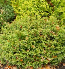 Lebensbaum Mecki® 20-30cm - Thuja Occidentalis