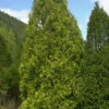 Gelber Riesenlebensbaum 125-150cm - Thuja Plicata -NR-01 Verkäufe Thuja plicata Aurescens 1 1