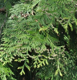 Lebensbaum Martin 40-60cm - Thuja Plicata