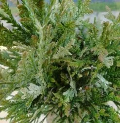 Hibalebensbaum Variegata 30-40cm - Thujopsis Dolabrata