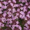 Breitblättrige Thymian - Thymus Pulegioides 2 Breitblättrige Thymian - Thymus Pulegioides -NR-01 Verkäufe Thymus pulegioides BLWS196450