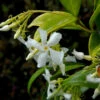 Sternjasmin 80-100cm - Trachelospermum