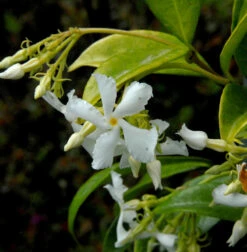Sternjasmin 100-125cm - Trachelospermum