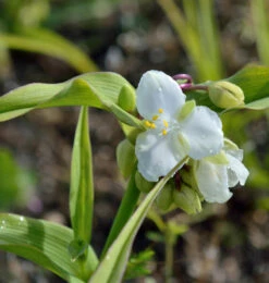Dreimasterblumen Bilberry Ice - Tradescantia Andersoniana