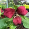 Aufrechte Waldlilie - Trillium Erectum -NR-01 Verkäufe Trillium erectum