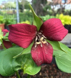 Aufrechte Waldlilie - Trillium Erectum