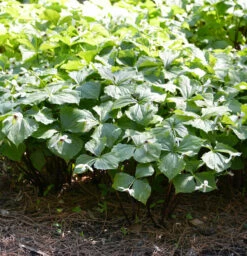 Gelbblütige Waldlilie - Trillium Viride