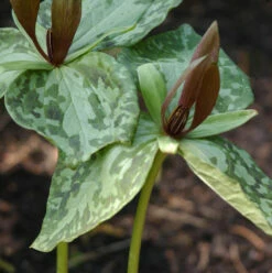 Braunblütige Waldlilie - Trillium Sessile