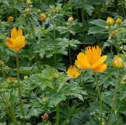 Trollblume Golden Queen - Trollius Chinensis