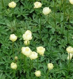 Trollblume Alabaster - Trollius Europaeus