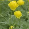 Trollblume Lemon Queen - Trollius Europaeus