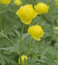 Trollblume Lemon Queen - Trollius Europaeus