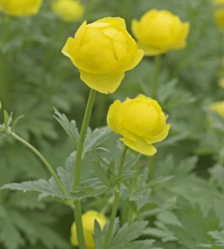 Trollblume Lemon Queen - Trollius Europaeus 3 Trollblume Lemon Queen - Trollius Europaeus