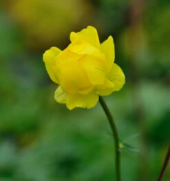 Trollblume Lemon Supreme - Trollius Cultorum