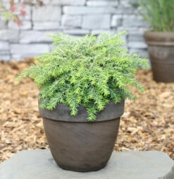 Kanadische Hemlocktanne Greenwood Lake 30-40cm - Tsuga Canadensis