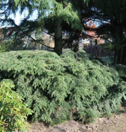 Kanadische Zwerg Hemlocktanne 15-20cm - Tsuga Canadensis