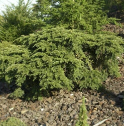 Kanadische Hemlocktanne Gracilis 30-40cm - Tsuga Canadensis