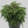 Kissen-Hemlock Jeddeloh 20-25cm - Tsuga Canadensis 2 Kissen-Hemlock Jeddeloh 20-25cm - Tsuga Canadensis -NR-01 Verkäufe Tsuga canadensisJeddeloh