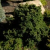 Kompakte Zwerg Hemlocktanne Miniatur 40-50cm - Tsuga Canadensis 1 Kompakte Zwerg Hemlocktanne Miniatur 40-50cm - Tsuga Canadensis -NR-01 Verkäufe Tsuga canadensisMiniatur