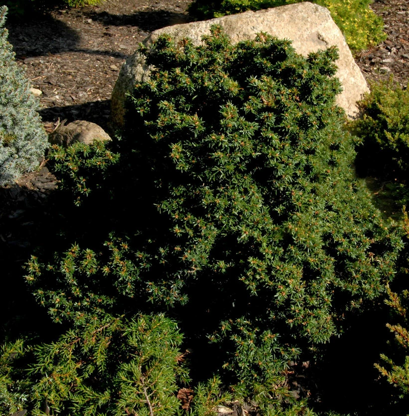 Kompakte Zwerg Hemlocktanne Miniatur 40-50cm - Tsuga Canadensis 3 Kompakte Zwerg Hemlocktanne Miniatur 40-50cm - Tsuga Canadensis