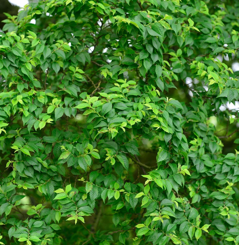 Zwergulme Jacqueline Hillier 50-60cm - Ulmus Hollandica 3 Zwergulme Jacqueline Hillier 50-60cm - Ulmus Hollandica