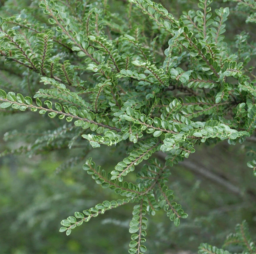 Hochstamm Zwerg Ulme Seiju 50-60cm - Ulmus Parvifolia 3 Hochstamm Zwerg Ulme Seiju 50-60cm - Ulmus Parvifolia