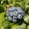 Heidelbeere Hortblue Petite® 30-40cm - Vaccinium Corymbosum 1 Heidelbeere Hortblue Petite® 30-40cm - Vaccinium Corymbosum -NR-01 Verkäufe Vaccinium corymbosum HortbluePetite 1