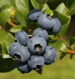Heidelbeere Bluecrop 40-60cm - Vaccinium Corymbosum