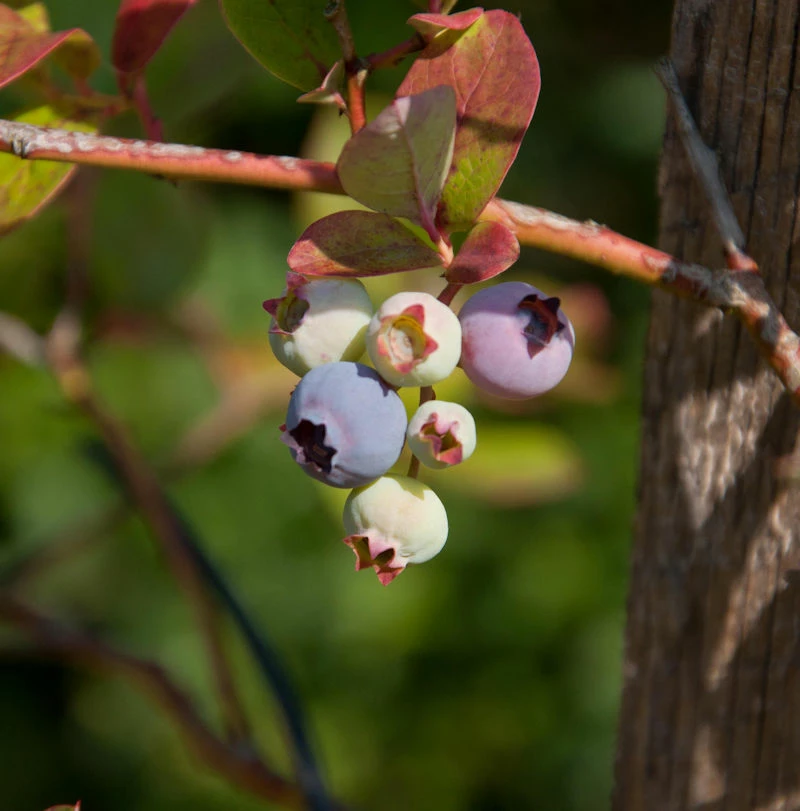 Heidelbeere Duke 30-40cm - Vaccinium Corymbosum 3 Heidelbeere Duke 30-40cm - Vaccinium Corymbosum