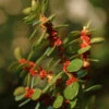 Azoren-Heidelbeere 30-40cm - Vaccinium Cylindraceum 1 Azoren-Heidelbeere 30-40cm - Vaccinium Cylindraceum -NR-01 Verkäufe Vaccinium cylindraceum BLW050014 1
