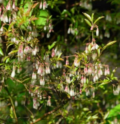 Zier-Heidelbeere 30-40cm - Vaccinium Glaucoalbum