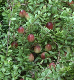 Großfrüchtige Moosbeere 20-25cm - Vaccinium Macrocarpon